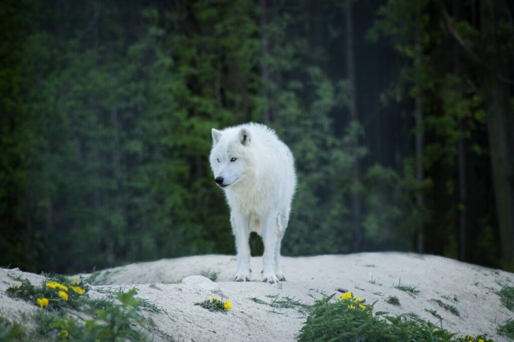 Spiritual Meaning of Wolves Girl and Her Moon